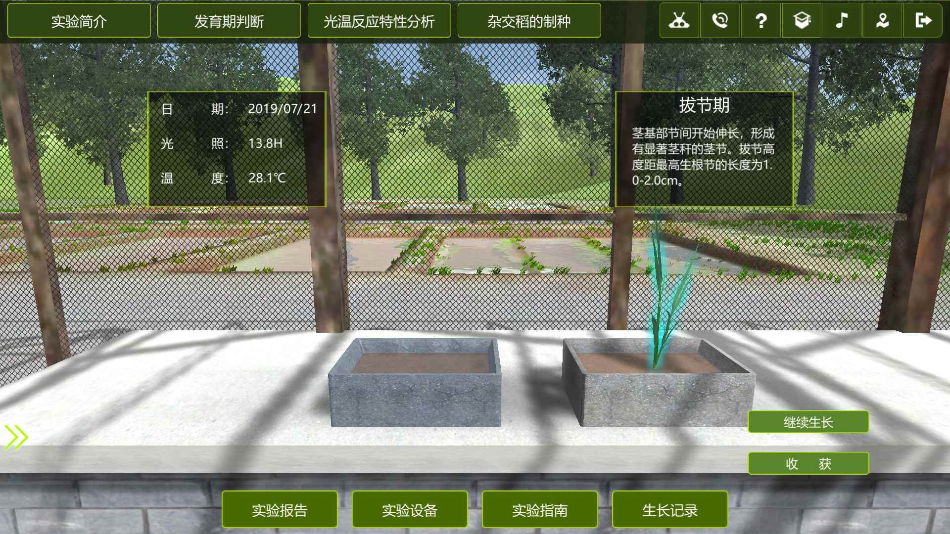 杂交稻发育期判断虚拟仿真实验